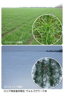 越冬中の冬小麦（ロシア南部連邦管区）